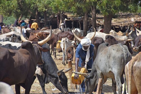 Niger Gerewol Festival Tour