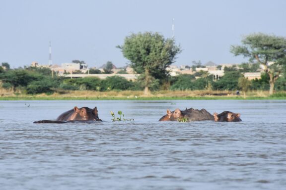 Niger Gerewol Festival Tour