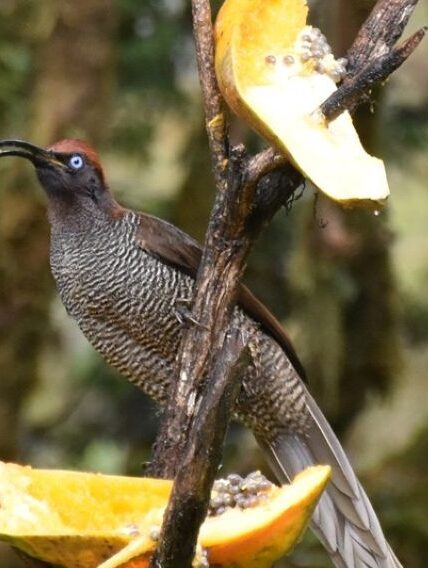 Papua New Guinea