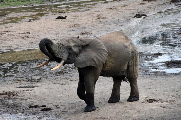 Forest Elephant in Dzanga-Sangha