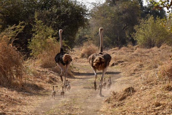 Chad Safari Tour