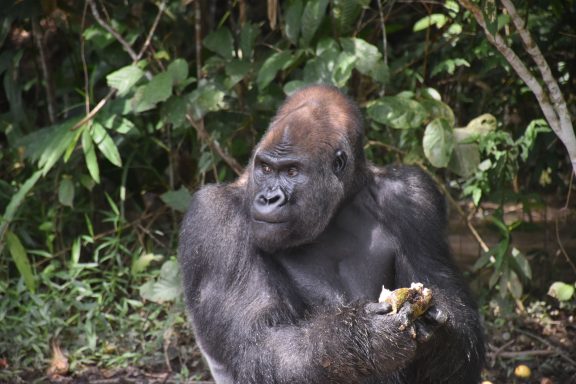 Congo Highlights Tour