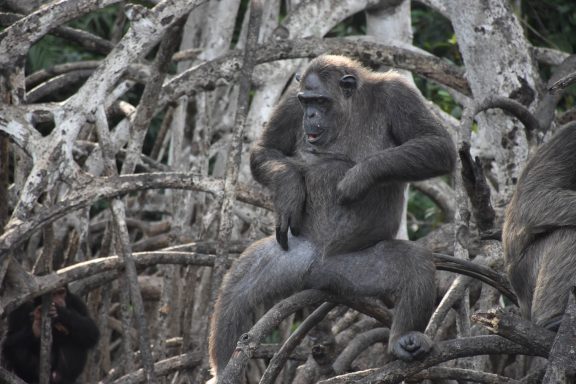 Congo Highlights Tour
