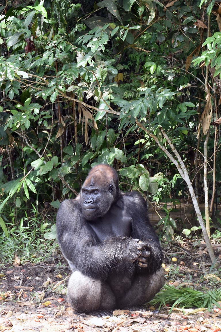 Republic of Congo