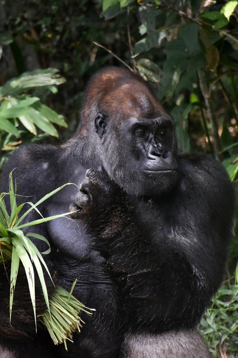 Republic of Congo