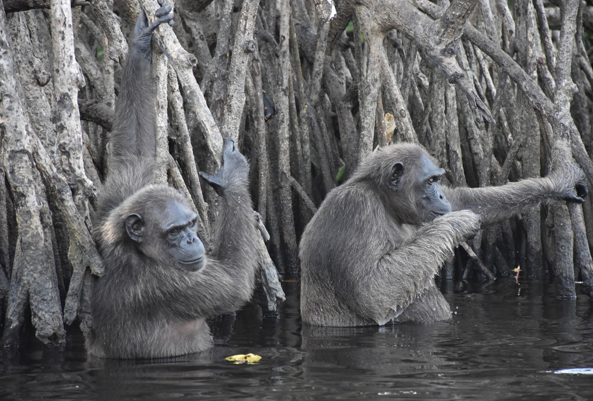 congo-header-1