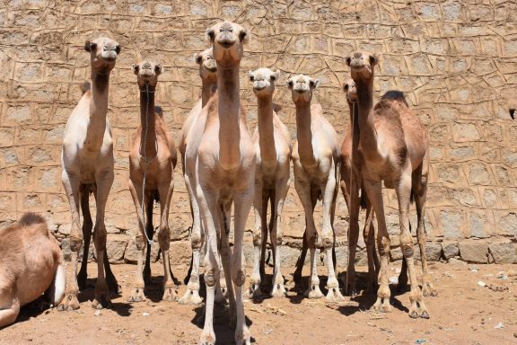 Eritrea Highlights Tour
