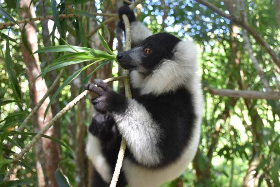 Madagascar East & West River Tour