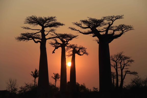 Madagascar East & West River Tour