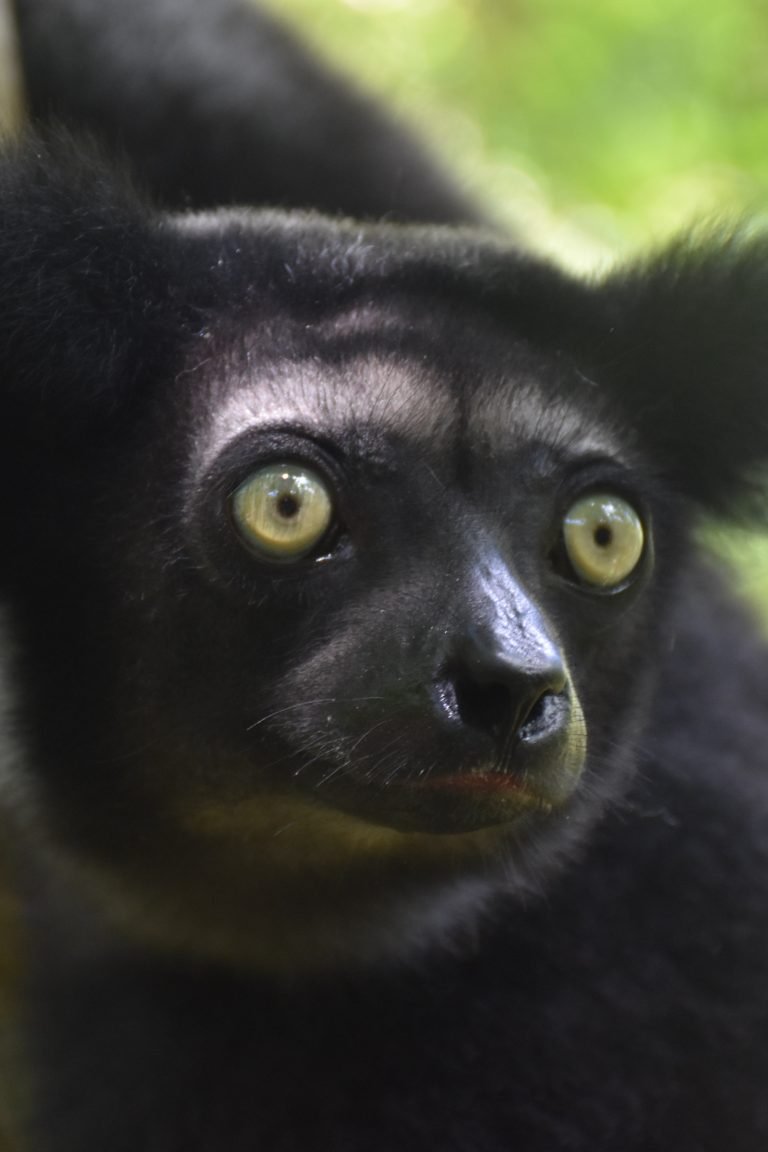 Madagascar