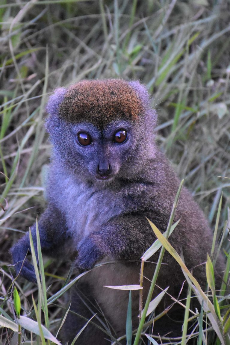 Madagascar