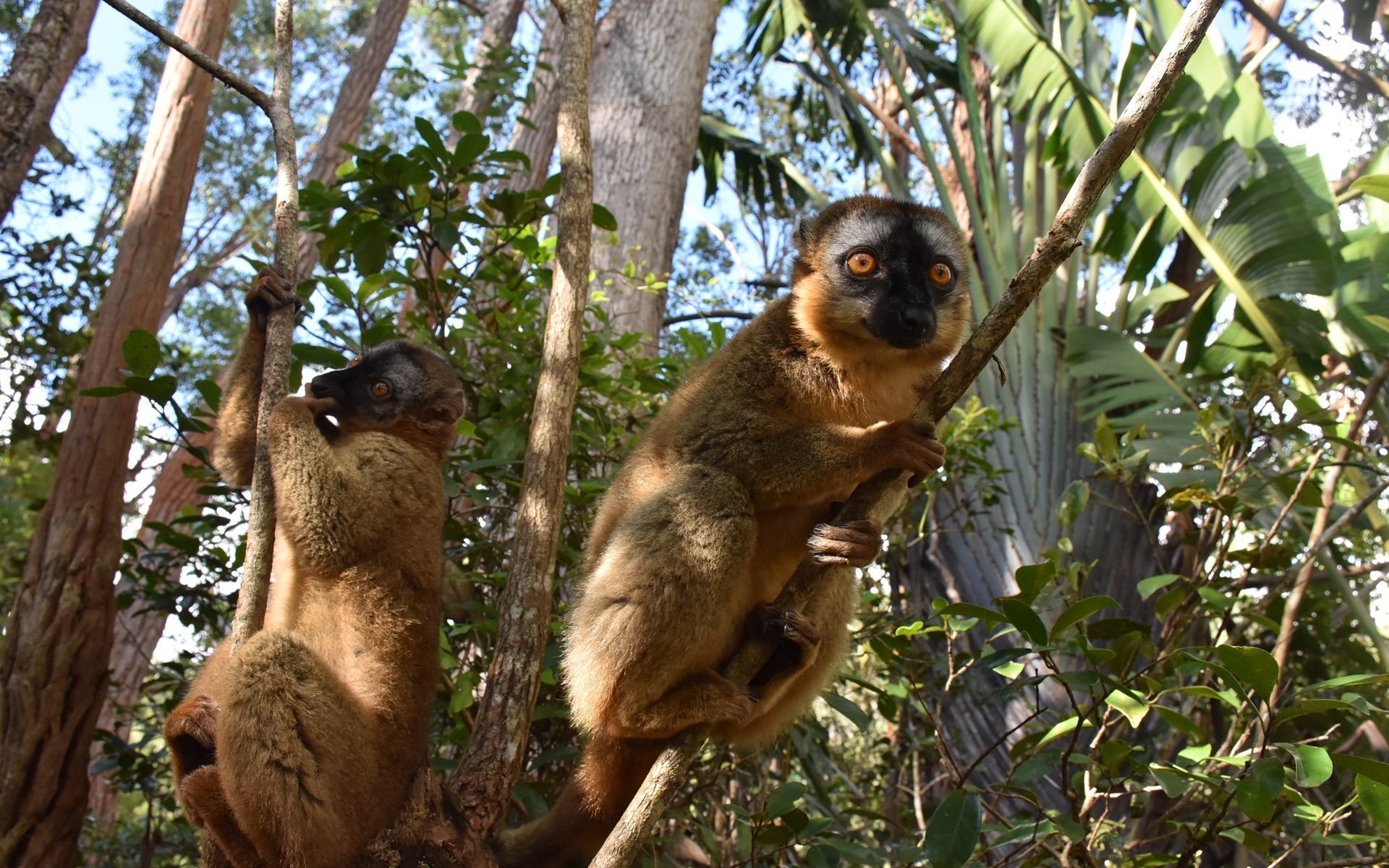 madagascar-header2