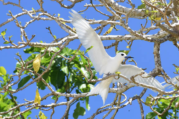 South Pacific Islands Tour: Fiji, Tuvalu, Tonga & Samoa