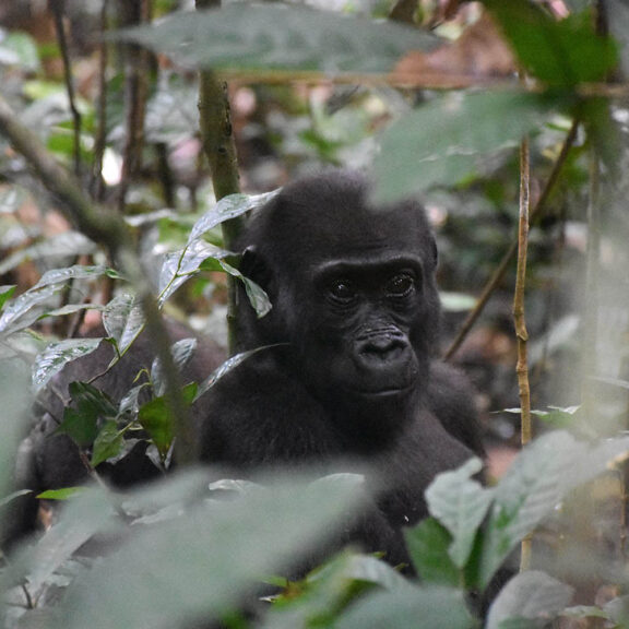 Gorilla hiding in the forest, Dzanga Sangha NAtional Park