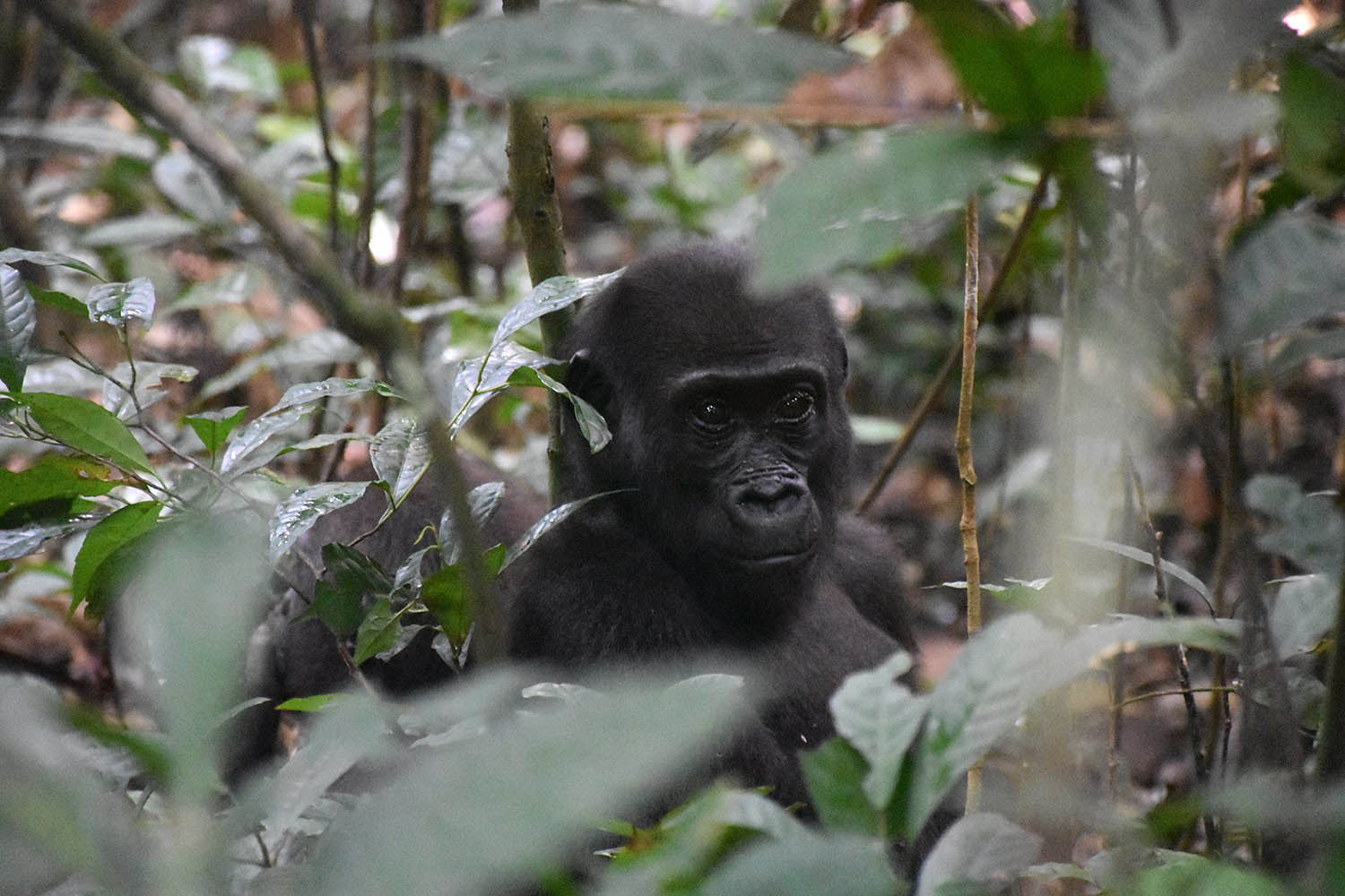 Gorilla hiding in the forest, Dzanga Sangha NAtional Park