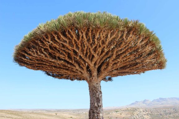 South Yemen & Socotra Combo Tour