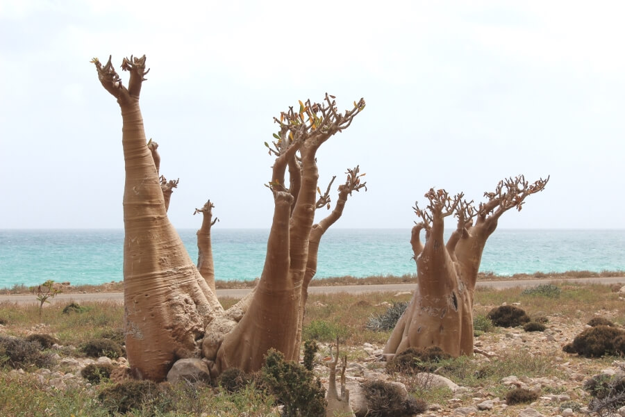 Plants in Socotra