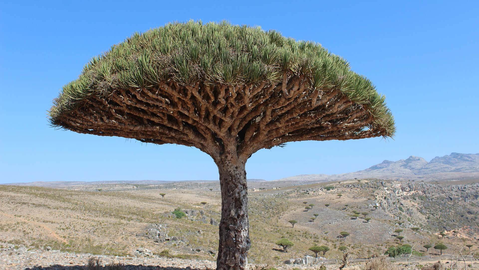socotra-header2